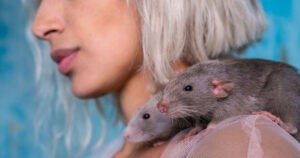 ¿Sabías que las ratas pueden sentir emociones como la alegría o la frustración?