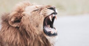 Atraparon a un león que se escapó de un circo en Italia.