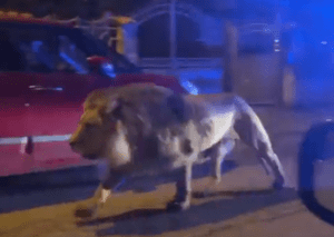 Alarma en Italia: león escapó del circo y se paseó entre las casas de vecinos temerosos (VIDEO)