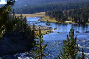 Alerta en Yellowstone: De qué se trata la enfermedad del ciervo "zombie" confirmada en el Parque Nacional