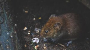 Autoridades de NY anuncian innovadora estrategia para acabar con las ratas