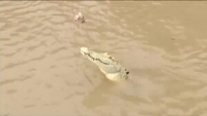 Buscan en Australia a un locutor de radio desaparecido en un río plagado de cocodrilos