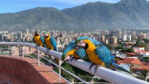 Caracas entre las capitales del mundo con más especies de aves