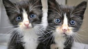 China clona por primera vez un gato usando equipamientos, reactivos y consumibles chinos
