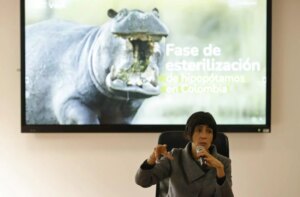 Colombia inicia el plan para matar, esterilizar y trasladar a los hipoptamos de Pablo Escobar