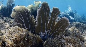 Coral invasor Unomia traspasa costas venezolanas y se encuentra también en Cuba