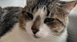 Cosmo, un gato criollo se encuentra desaparecido en Medellín