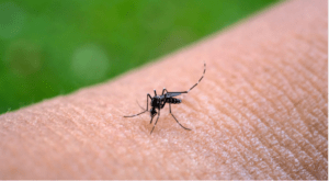 EEUU aprobó la primera vacuna contra el chikunguya