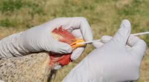 Ecuador activa protocolo de vigilancia de gripe aviar en El Morro