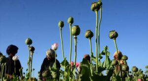 El cultivo de opio en Afganistán, que suponía hasta el 7% del PIB del país, cae un 95% tras la prohibición talibán