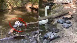 El divertido momento en el que un cisne 'ataca' a unas tortugas que intentan cruzar un estanque