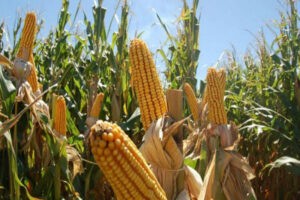 Fedeagro prevé una caída de 20% en la producción de maíz por la escasez de combustible (+Datos)