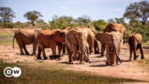 Increíble hallazgo afirma que los elefantes se ponen nombres – DW – 14/11/2023