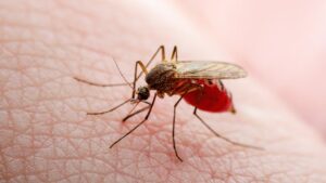 Infectólogo afirmó que Venezuela vive un repunte de casos de dengue