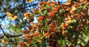 La Mariposa Monarca vuelve a los bosques mexicanos; explora los mejores santuarios en nuestro país