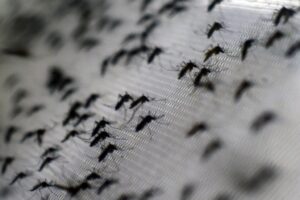 Lluvias y aumentos de temperatura en Venezuela fomentan la proliferación del mosquito transmisor del dengue