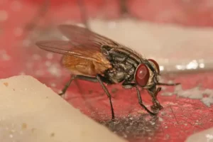 Localizan una mosca viva dentro de los intestinos de un paciente, considerado como un hallazgo muy raro