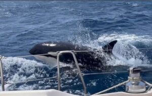 Manada de orcas hunde velero en el Estrecho de Gibraltar al sur de España