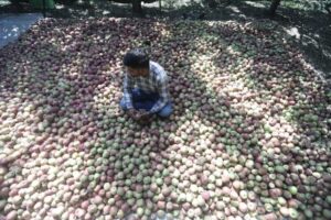 Manzanas de la Cachemira india en riesgo por el cambio climático