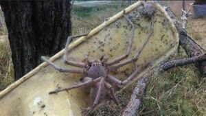 Mujer ayuda a una enorme araña a "dar a luz" a 200 crías y el VIDEO se hace viral