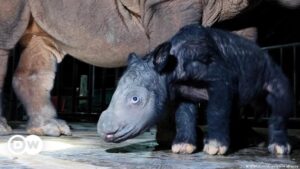 Nace cría del amenazado rinoceronte de Sumatra en Indonesia – DW – 27/11/2023