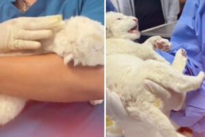 Nacen dos leones blancos en Venezuela y les dieron una cálida bienvenida en el Zoológico de Aragua (+Video)