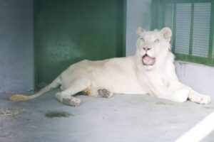 Nacieron dos leones blancos en el Zoológico de Las Delicias en Maracay