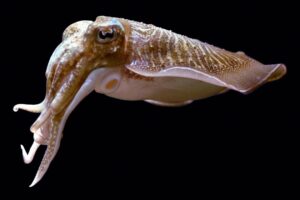 Sabíamos que los cefalópodos eran inteligentes. Ahora una sepia ha logrado superar un test diseñado para niños