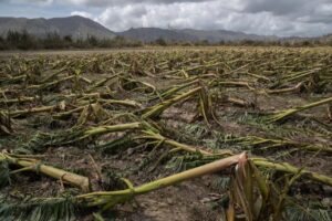 Sector agropecuario de RD perdió 87 millones de dólares por lluvias