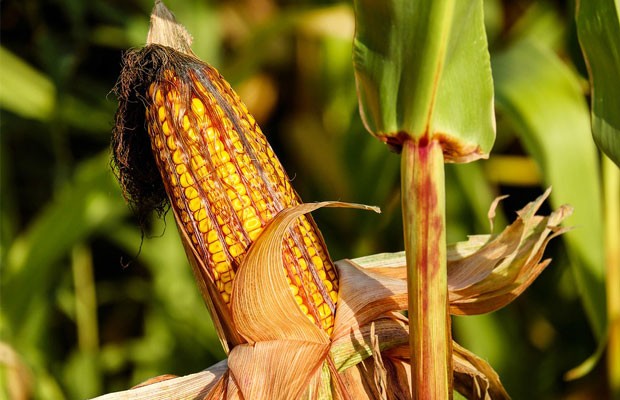 TELEVEN Tu Canal | Fedeagro: Escasez de diésel retrasa la cosecha de maíz en Portuguesa
