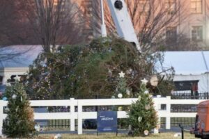 Un fuerte viento de más de 25 kilómetros por hora derribó el árbol de Navidad de la Casa Blanca (+Video)