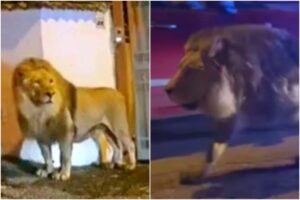 Un león se escapa de un circo en Italia y fue captado deambulando entre las calles (+Video)