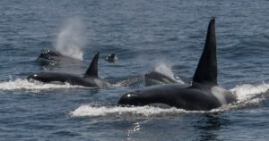 Una manada de orcas hundió un velero en el Estrecho de Gibraltar: cuáles son las razones de este fenómeno