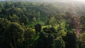 Unos bosques bien conservados podrían retirar el 30 % del CO2 acumulado en la atmósfera
