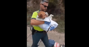 Vídeo | La Guardia Civil evacua un perro asustado y herido de la carretera tras sufrir un accidente