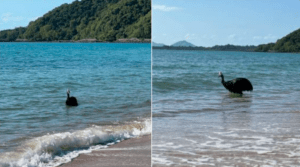 Visitantes de una playa ven salir del mar al ave más peligrosa del mundo (VIDEO) LaPatilla.com