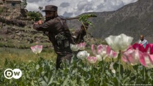la producción del opio cae en un 95 % – DW – 05/11/2023