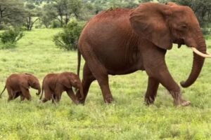 nacieron dos elefantes gemelos en Kenia