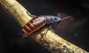¡Asco!, la ciudad de Texas que fue declarada como la más infestada de cucarachas en EEUU