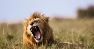 ¿Cuál es el animal que más miedo despierta en la sabana africana? Aviso: no es el león
