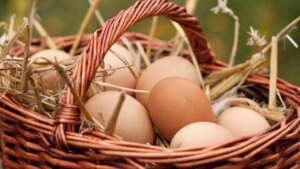 ¿Existe diferencia entre los huevos de cáscara blanca y los de cáscara marrón?