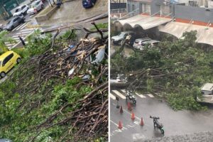 ¿Por qué los árboles se caen cada vez más en Caracas cuando llueve fuerte?