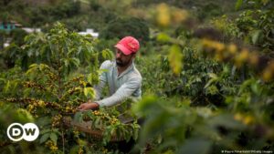¿Puede el cambio climático arruinar la industria del café? – DW – 22/11/2023