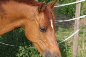 Alerta en Uruguay por brote de enfermedad viral en caballos que puede transmitirse a humanos