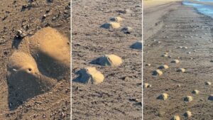 Camarones fantasma generan "mini volcanes" en las playas de Texas