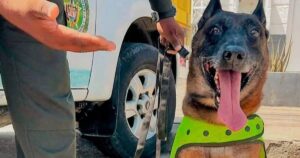 Conozca a ‘Oker’, el canino antipólvora de la Policía Nacional en Bolívar