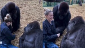 El conmovedor vídeo de una mujer dándole de comer golosinas a dos gorilas
