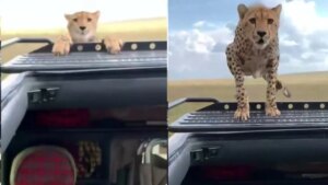 El tenso momento en el que un guepardo se monta sobre el techo de un safari con turistas a bordo