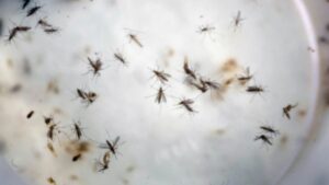 Empresas se asocian para liberar mosquitos antidengue en el Caribe