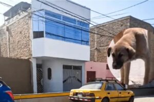 En Perú dejaron un explosivo en la entrada de una casa y no detonó gracias a un perrito callejero que orinó en la mecha encendida